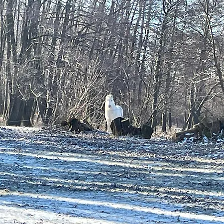 Stupa-rezi-tatika-haz Zalaszanto