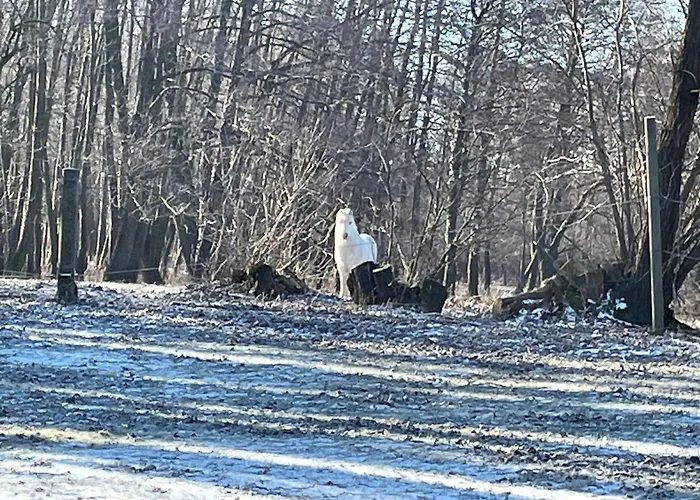 Stupa-rezi-tatika-haz Zalaszanto